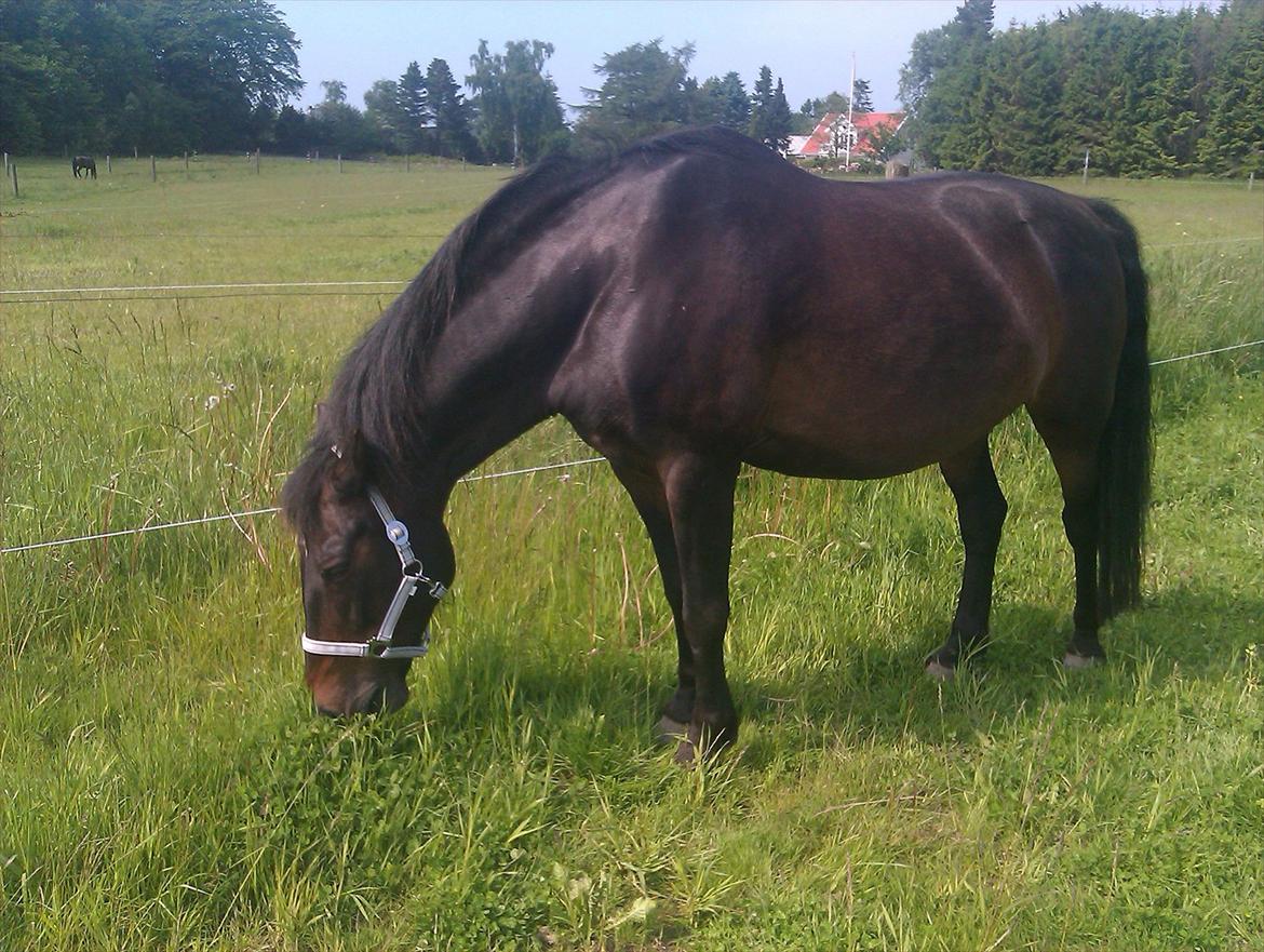 Anden særlig race Augusta - I <3 U and I always will billede 17