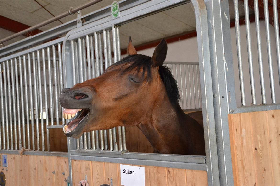 Tysk Sportspony Sultan - Du er så lækker skat:*
- hæhæhæ:-D billede 10