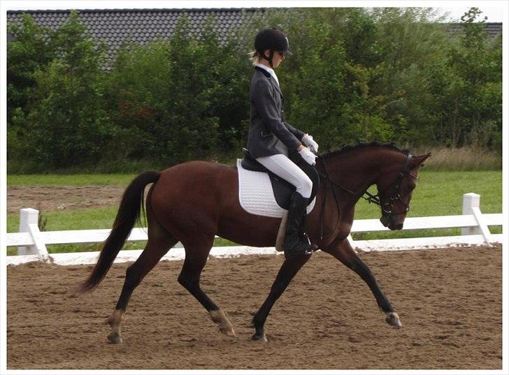 Anden særlig race Quick Brown Lady Z <3 - LD2 66,6 procent :) billede 10