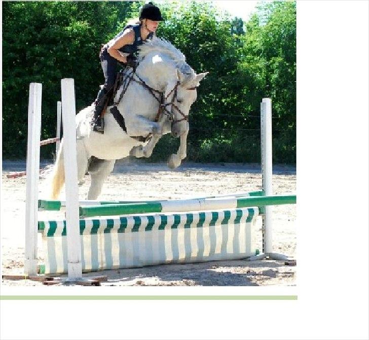 Holstener Quintina  - Første gang vi springer! et pa dage efter hun er kommet til hair <3  billede 3