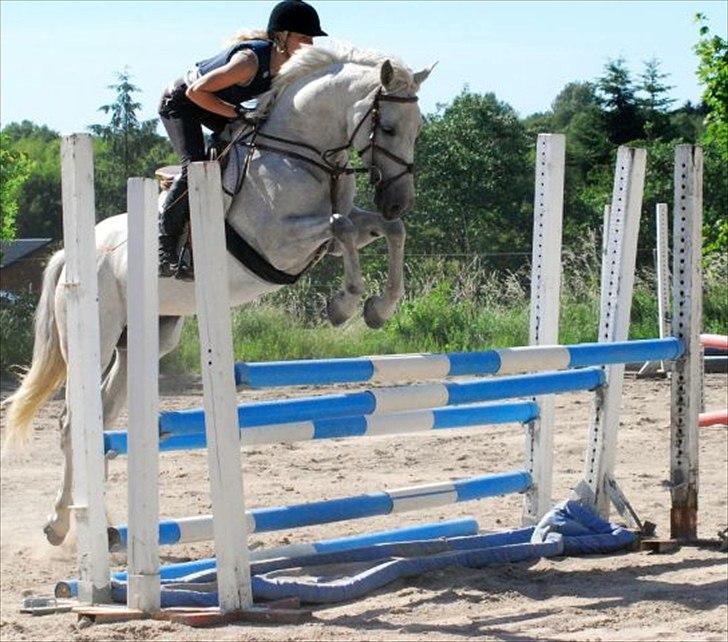 Holstener Quintina  - Også hjemme ! billede 8