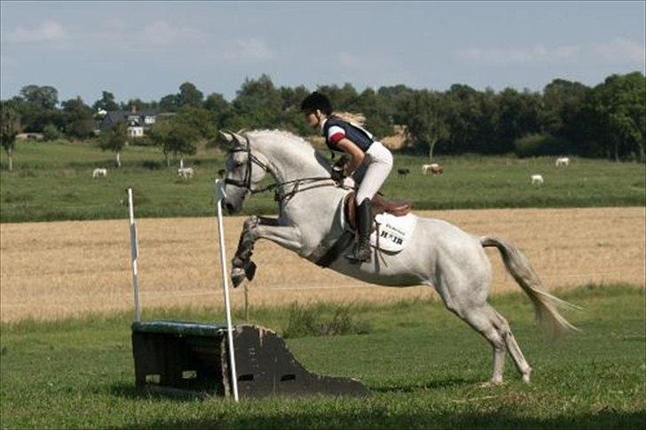 Holstener Quintina  - CNC 80 - første <3  billede 9