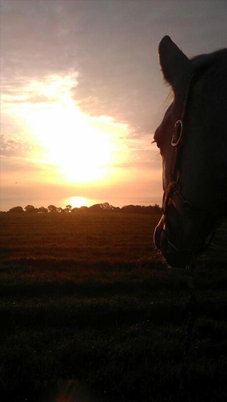 Holstener Quintina  - Solopgang<3 Var ude og trække en morgentur på bornholm, dagen efter dressuren, og terrænet - så hun var klar til ridebanespringning :)  billede 10