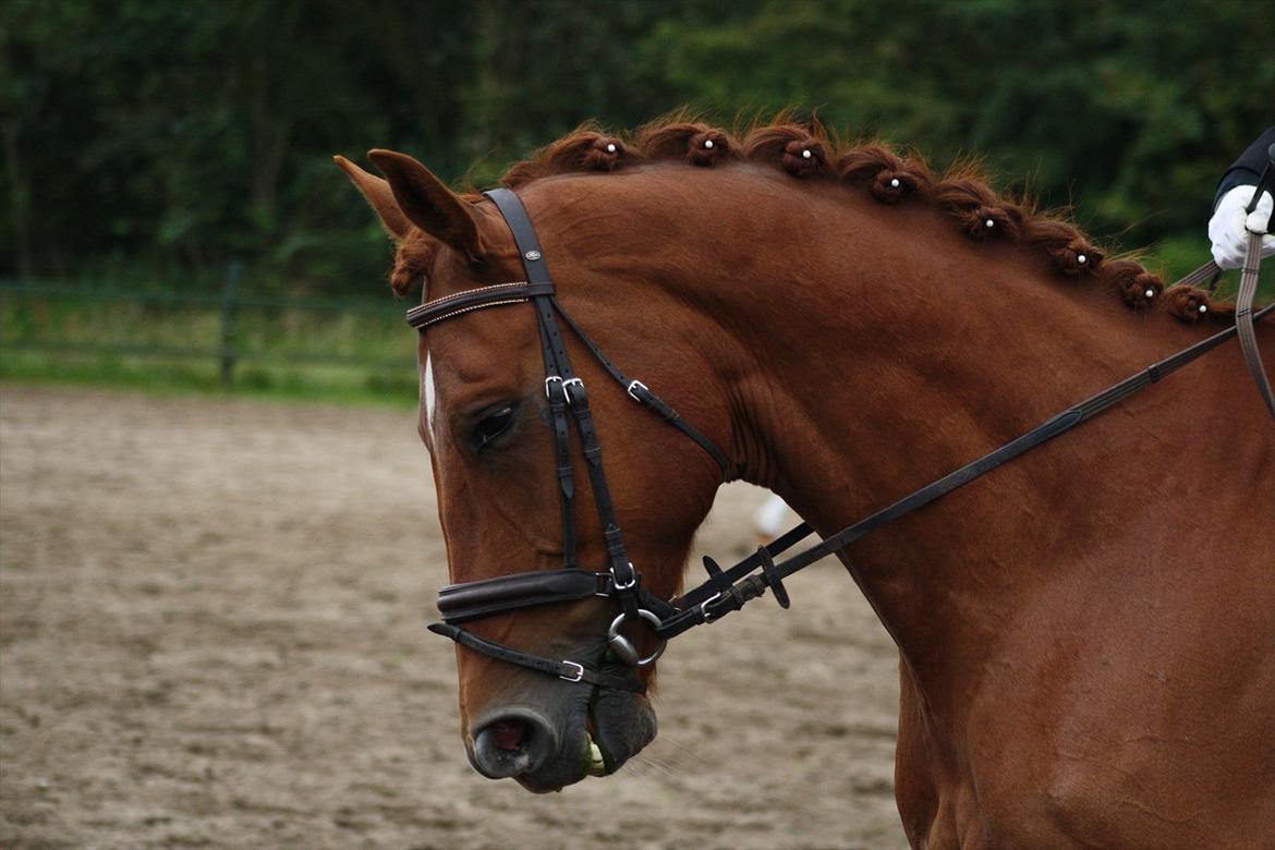 Dansk Varmblod Høj-Lund´s Castano - Sandie er så dygtig til at flette <3 billede 13