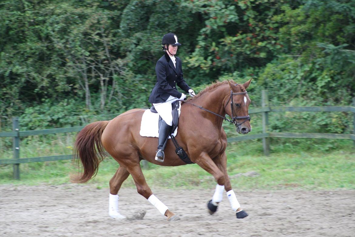 Dansk Varmblod Høj-Lund´s Castano - galop galop i farsø billede 14