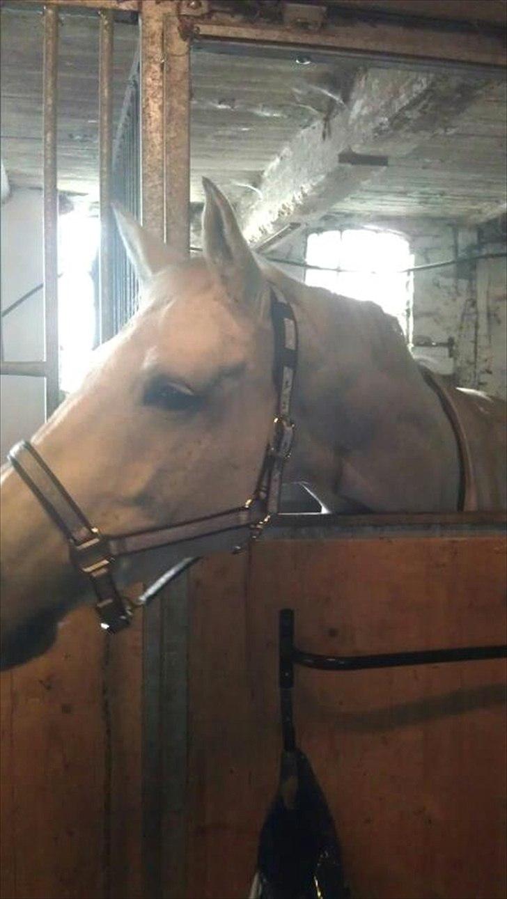 Holstener Quintina  - Bornholm <3  billede 11