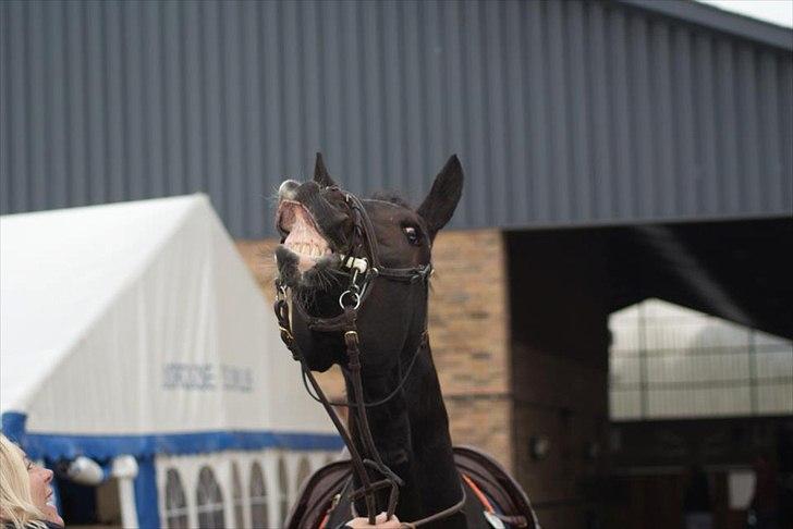 Hollandsk Varmblod Tim Town - Billede taget af Line Andersen billede 15