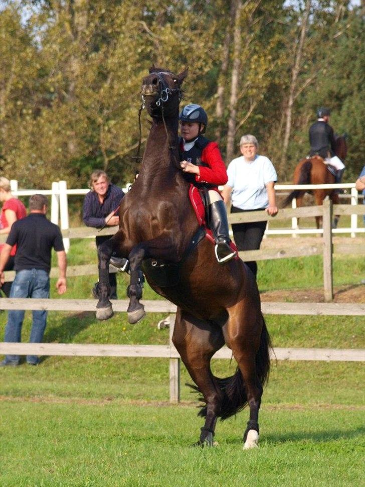 Dansk Varmblod °Cheila Skovly° - Min sindsyge hest xD !! billede 19