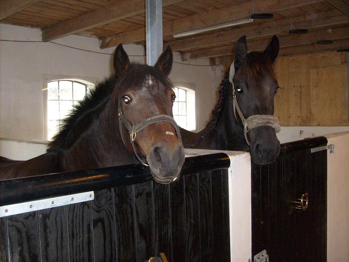 New Forest • Shila • - Shila & Little i deres bokse. Sep. 2o11 Nu med kort man ;)  billede 4