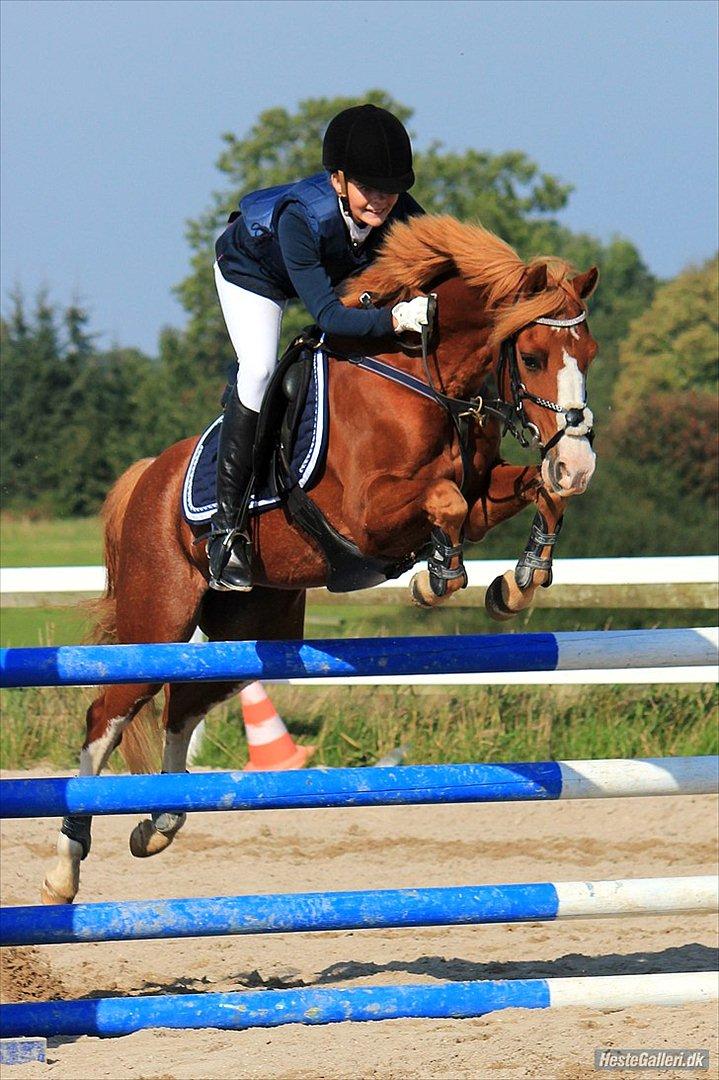 Palomino Tequila <3      *B-pony* - klubmesterskab på RVV  D 25-9-2011
her i vores første MB2** i omspring 
FOTO:Laura Bogut©
 billede 3