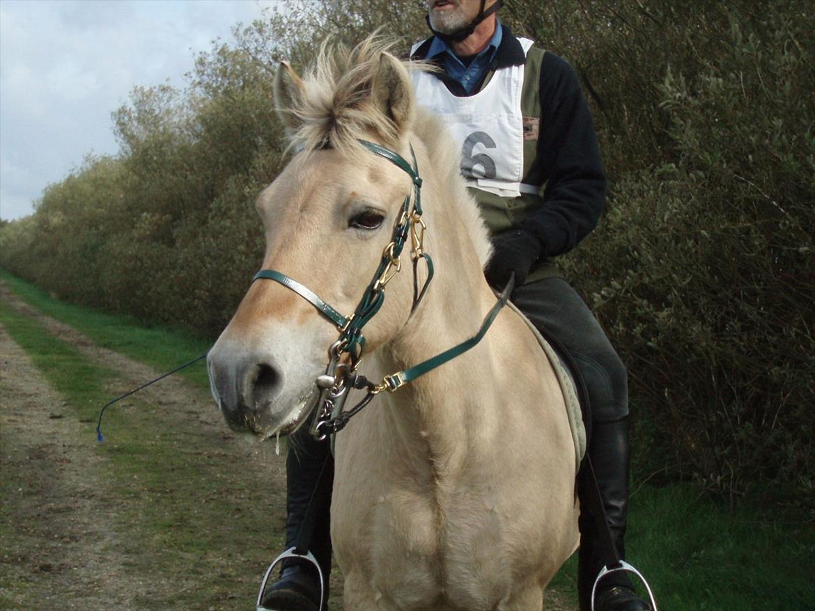 Fjordhest MUSSE ( Dejlig Pige) - Musse og Harry til 22 km distance i Nr. Nebel (Blåbjerg)
Hun blev godkendt og fik ene Aér flot Musse og Harry billede 1