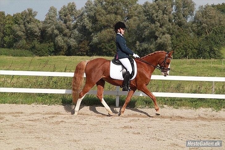 Palomino Tequila <3      *B-pony* - klubmesterskabopvarmning klasse LC2 vandt med 70,45% skøn pony på RVV  D 24-9-2011

 billede 6