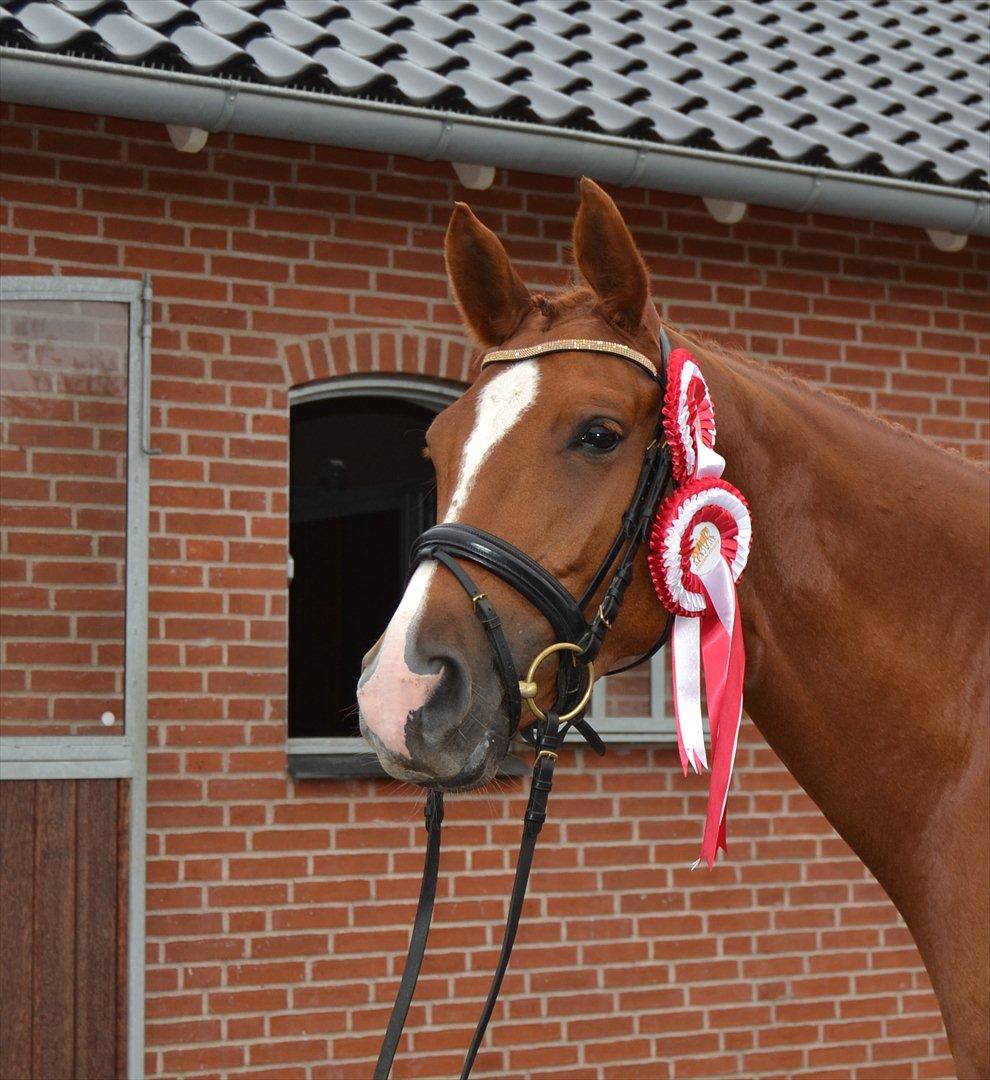 Trakehner Loulóu Sjælstofte (Himmelhest) - d.10/9-11...Dygtig Loulóu :-) billede 12