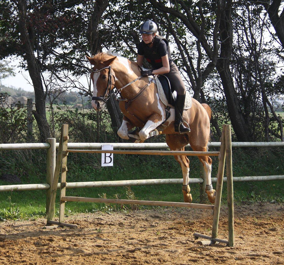 Anden særlig race • Trebjerregårds Grande • - Flyvende over et spring på 110 cm.. billede 6