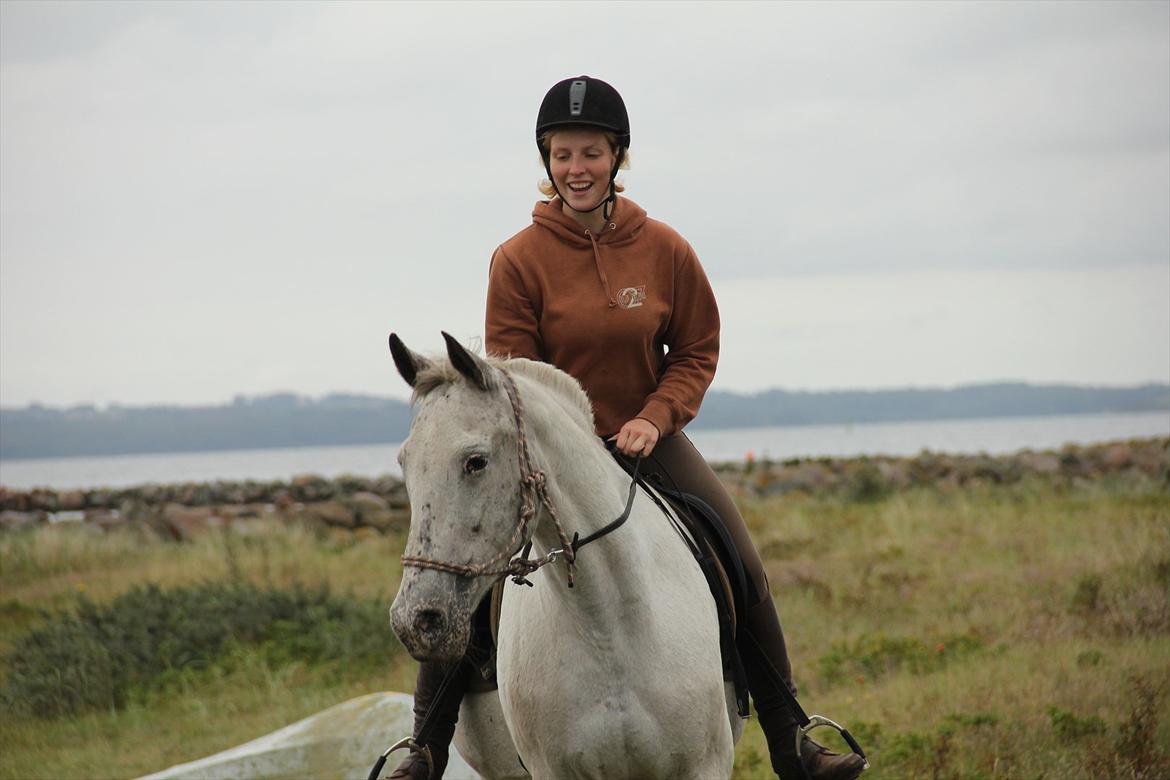 Anden særlig race Safir billede 12