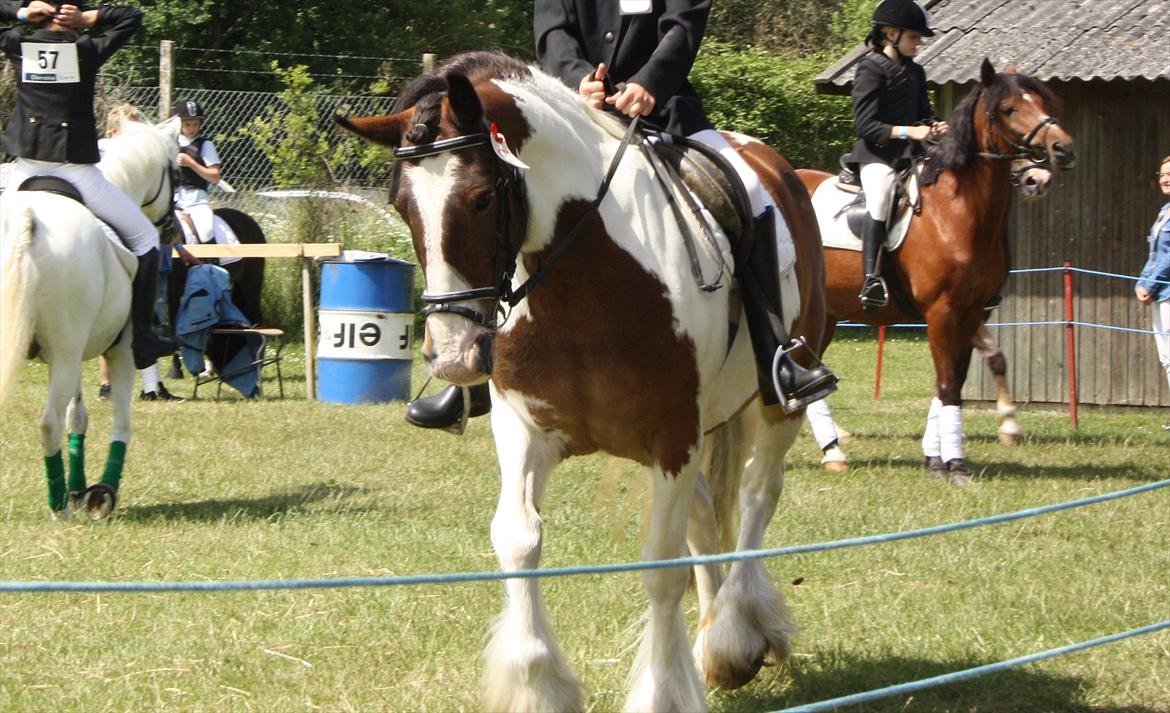 Tinker / Irish Cob Romoses Paprika - Opvarmer til dressur. billede 5