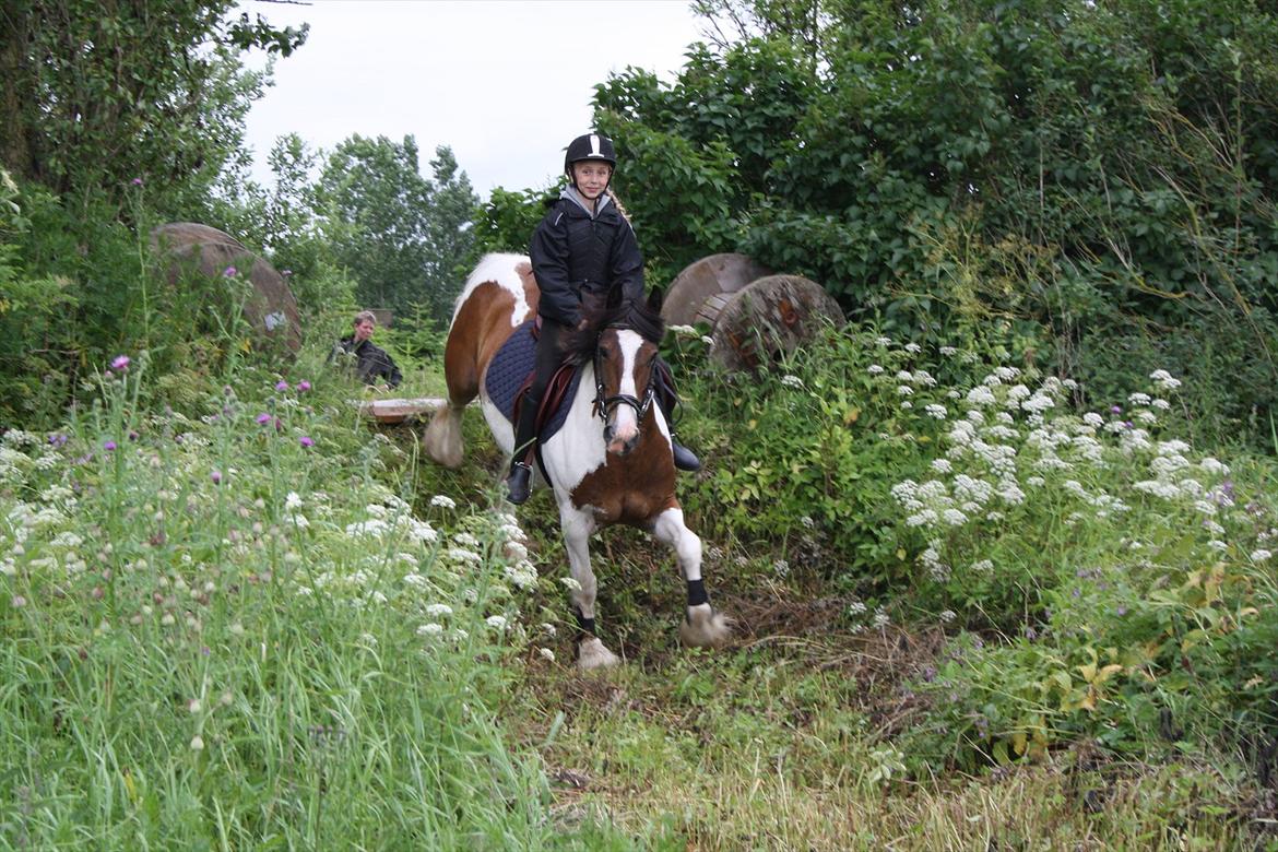 Tinker / Irish Cob Romoses Paprika - Terræn billede 14