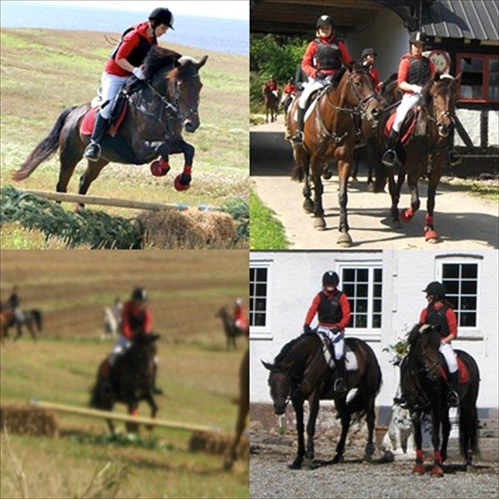 Anden særlig race Balou - Jagt, min pony er bare klar 12 km også et opløb, og han var ikke så træt efter :D <3 billede 6