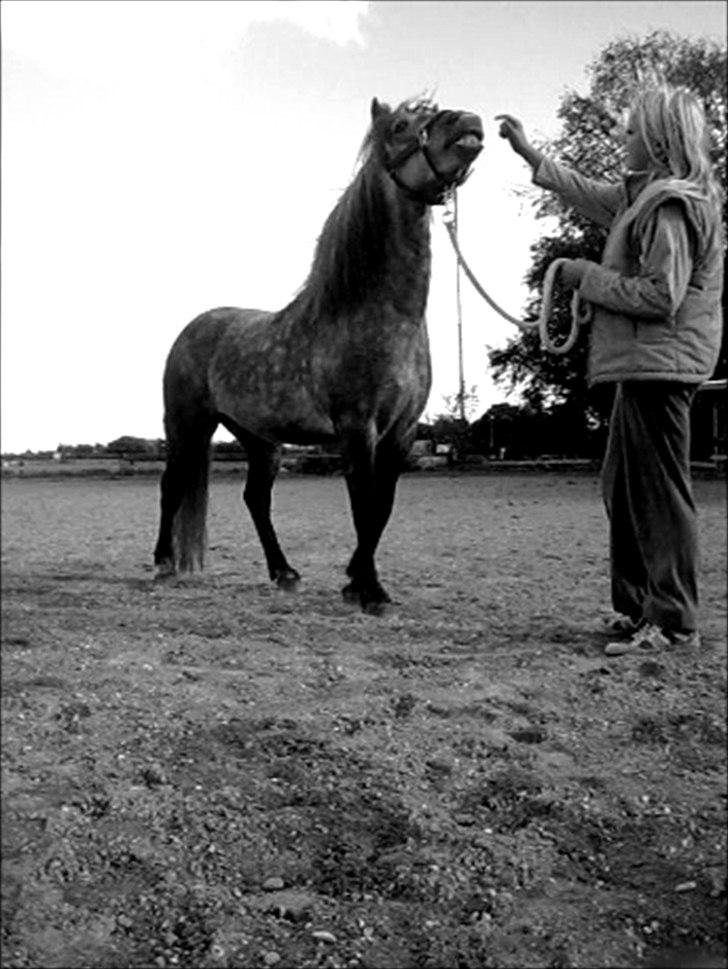 Dartmoor Mannerups Blue Willow - Willow smiler på kommando billede 7