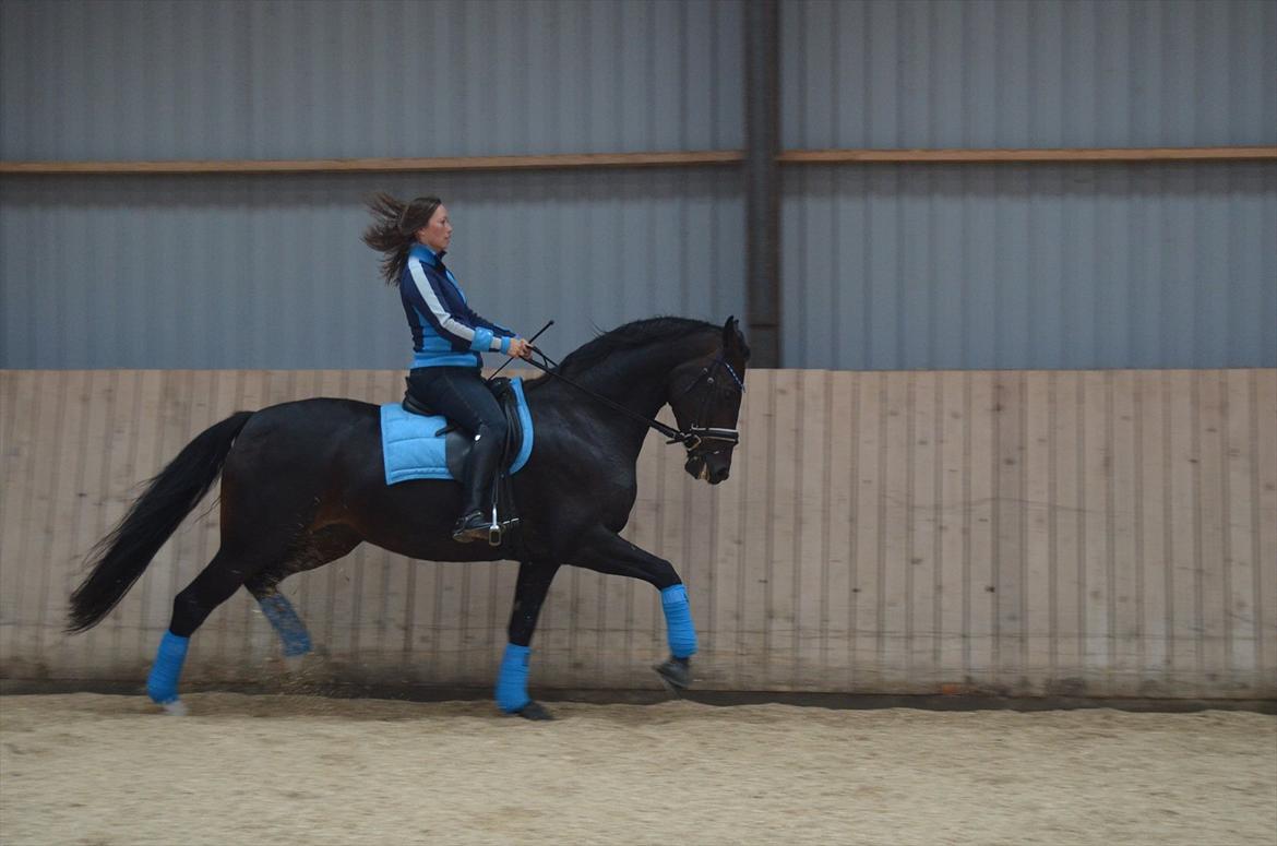 Hannoveraner Dreamgirl 11.04.2003-22.09.2012 - Hun kan godt vise lidt power ;o)
sept. 2011 billede 17