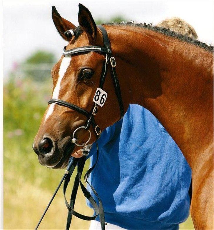 DSP Kooihúster Sets BSDH 383 - kåring billede 2