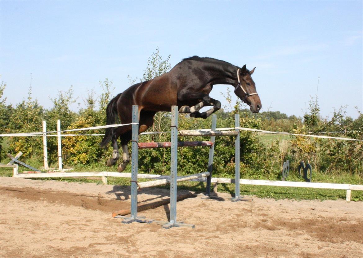 Holstener Enghøjs Minuet - 155 :) billede 19