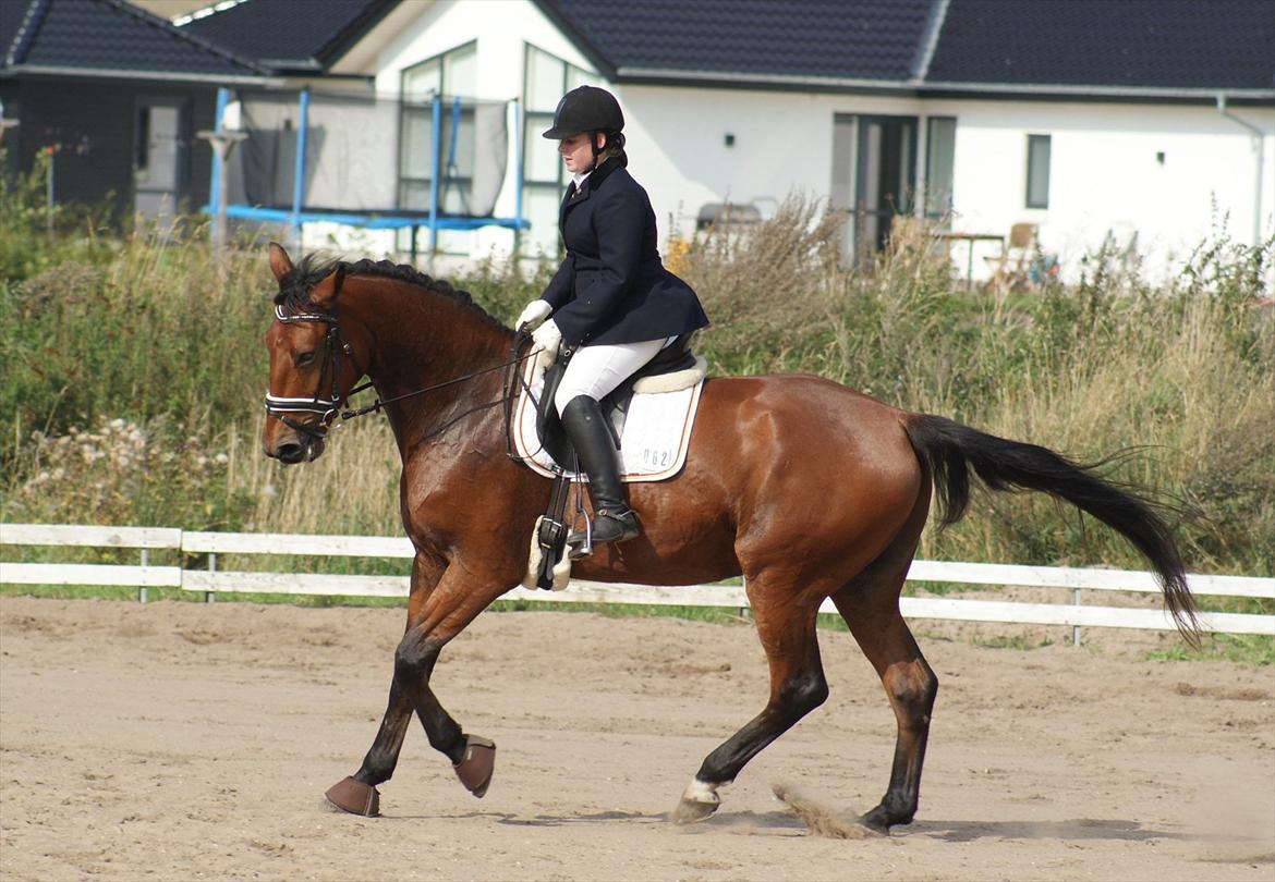 Dansk Varmblod Topclass Louis Vuitton billede 13