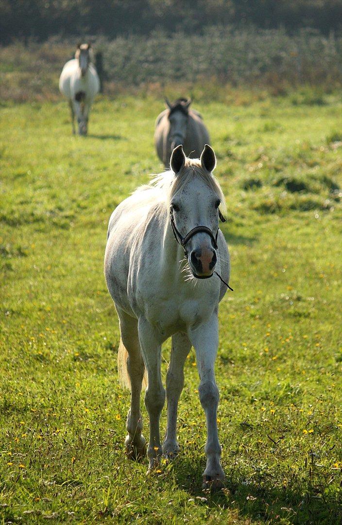 Anden særlig race White Boy - White Boy - 25. september 2011. billede 17