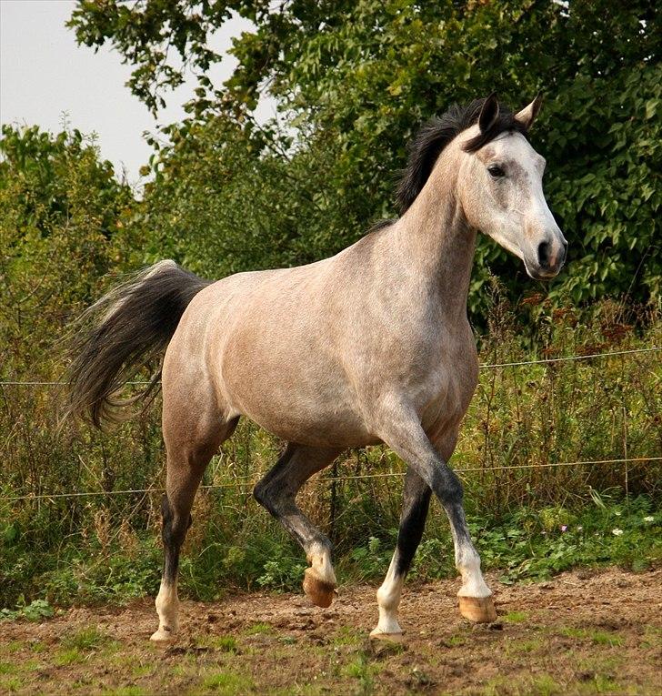 Shagya Araber (SH) Østergaards Amira - Amira - 25. september 2011. billede 14