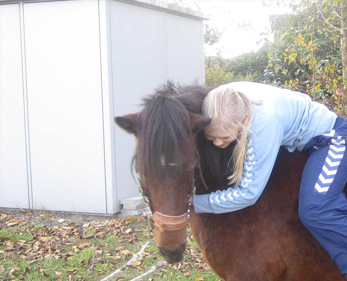 Islænder Múska fra Olesminde - første gang jeg er oppe på min mus i næsten 3 år :D billede 17