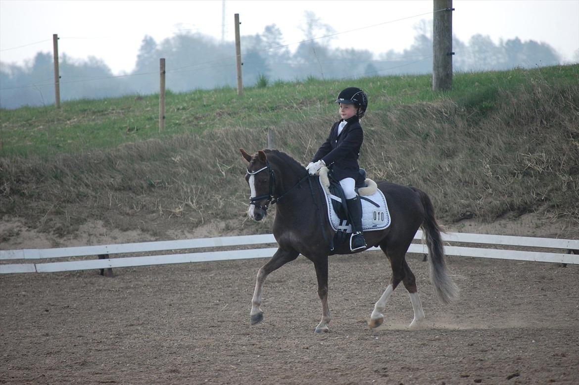 Welsh Pony (sec B) Silver A-pony - Stævne i Vestbirk<3<3 billede 11