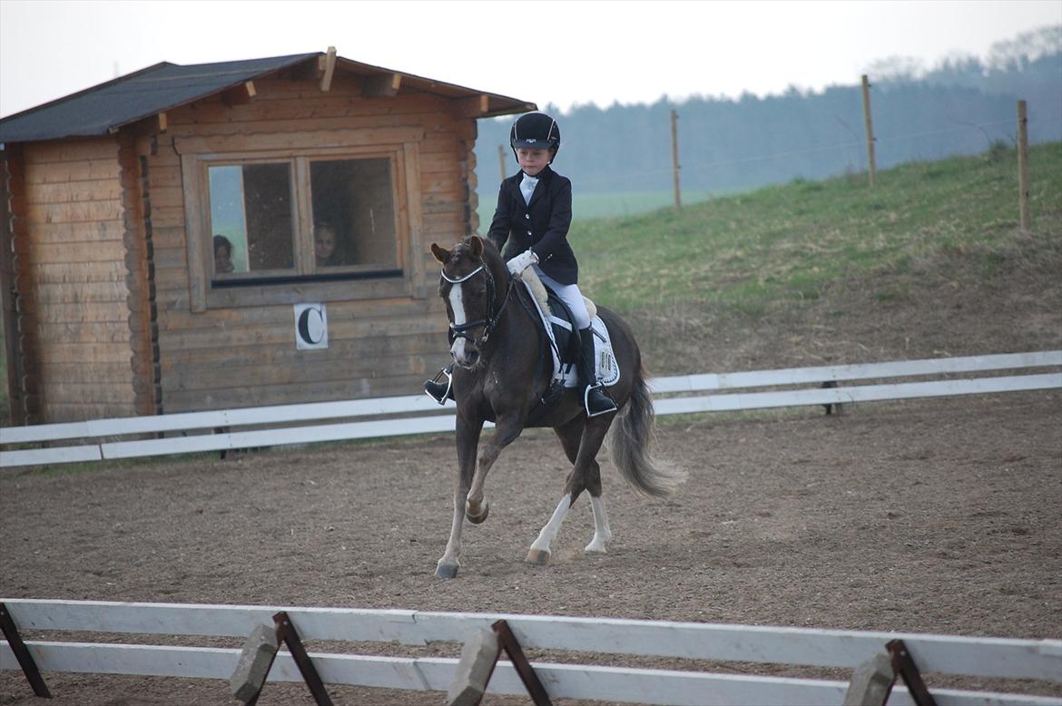 Welsh Pony (sec B) Silver A-pony - Stævne i Vestbirk<3 billede 9