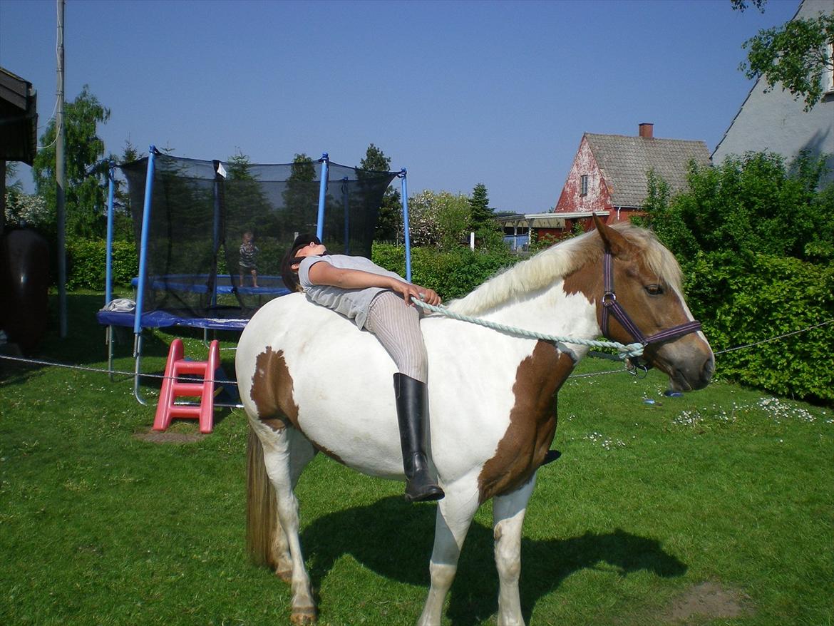 Pinto Kaluu Nyberg verdens bedste pony<3 billede 12