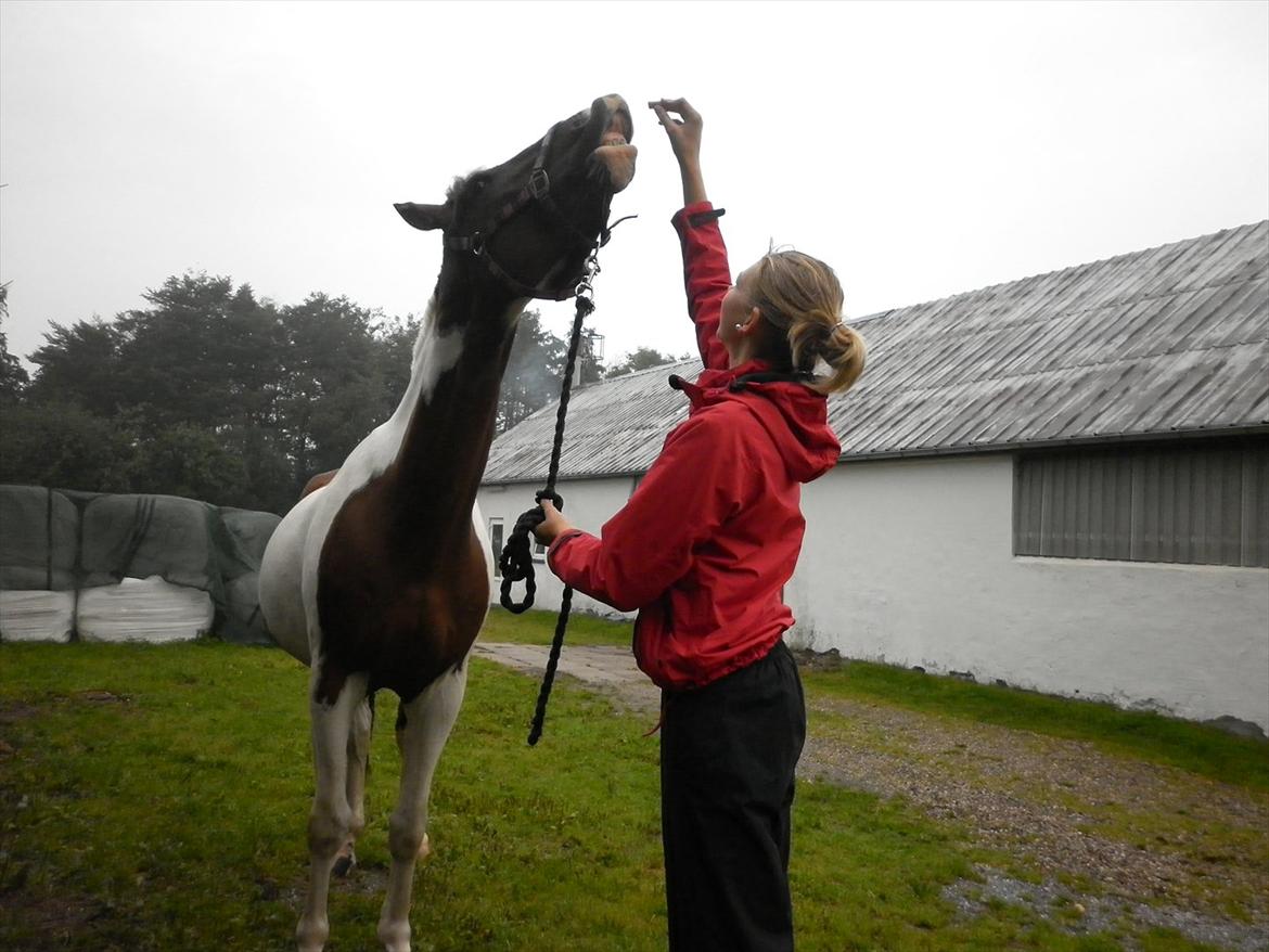 Anden særlig race Bakkelys Hannibal (Solgt) - Kærlighed er vejen frem.. ♥ | Foto: ida.  billede 6