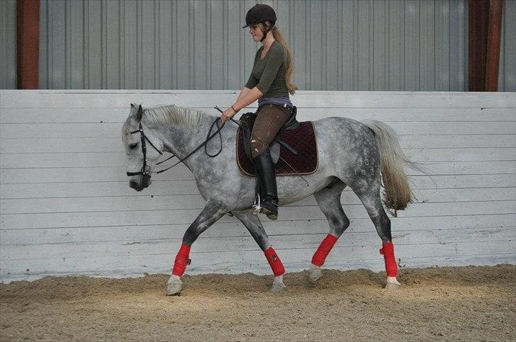 Connemara Teglstrups Samos - dressur træning d. 24 sep 2011 billede 9