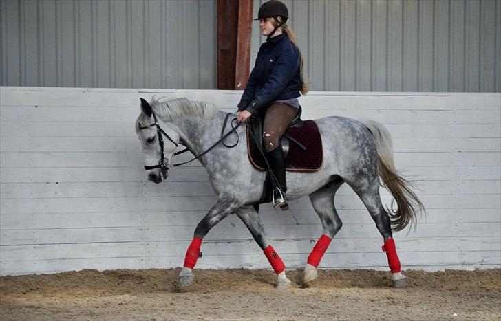 Connemara Teglstrups Samos - dressur træning d. 24 sep 2011 billede 10