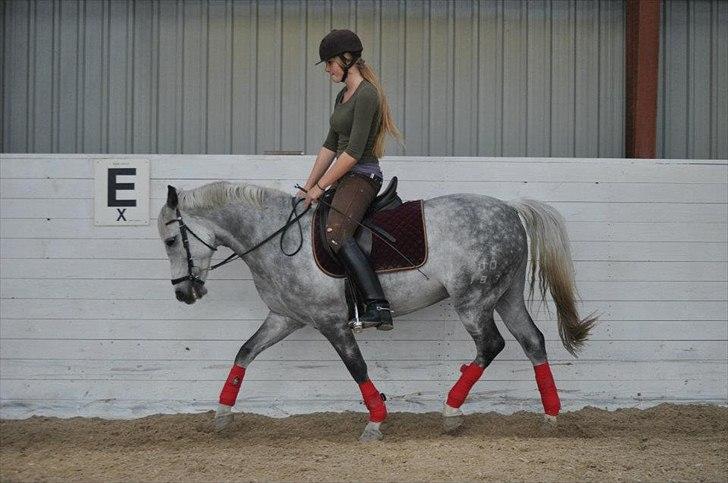 Connemara Teglstrups Samos - dressur træning d. 24 sep 2011 billede 11