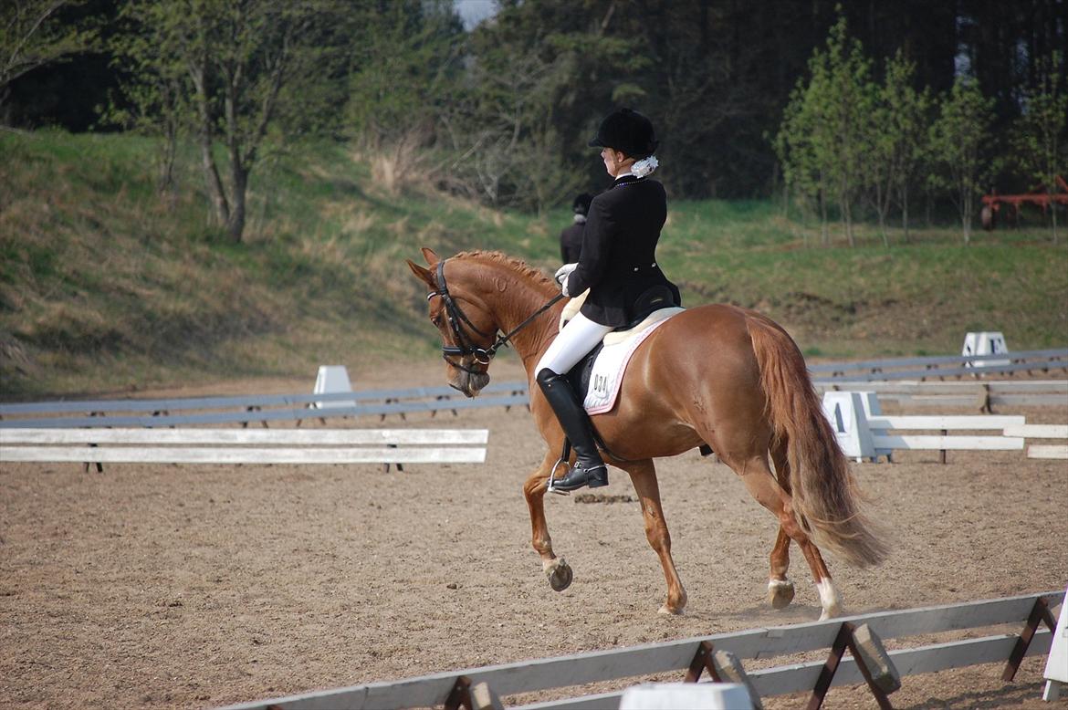 Tysk Sportspony Coccolina De Luxe billede 14