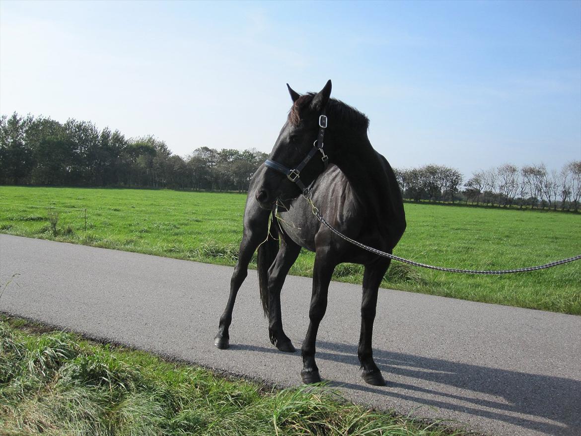 Barockpferd Hope's Kashede - lige ude på en lille gå tur billede 5