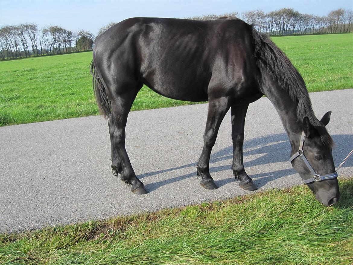 Barockpferd Hope's Kashede billede 6