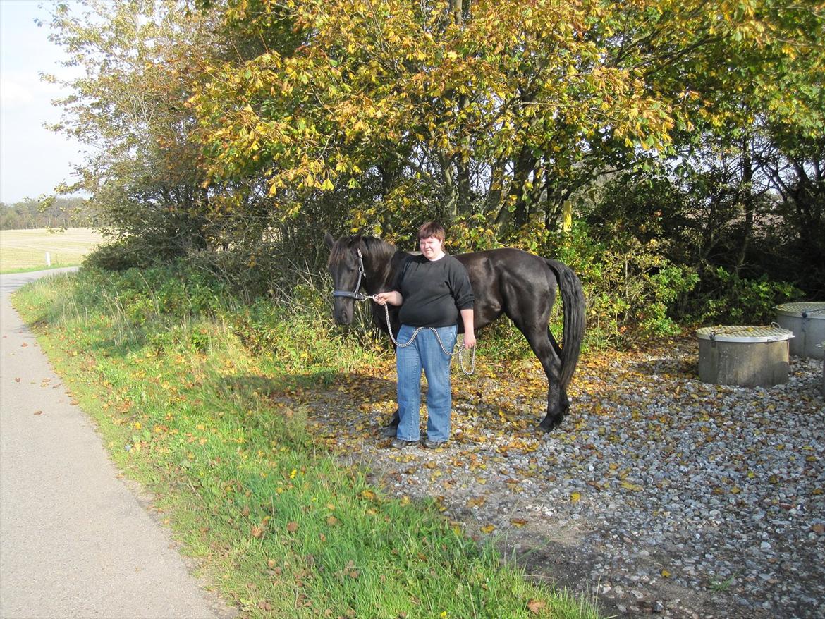 Barockpferd Hope's Kashede billede 7