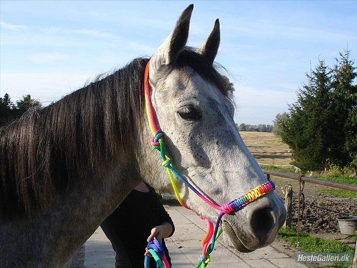 Anden særlig race Aziz sabah, mistet, savnet, elsket!  - Aziz i sin regnbue rebgrime =D Foto: Mig! 
 billede 2