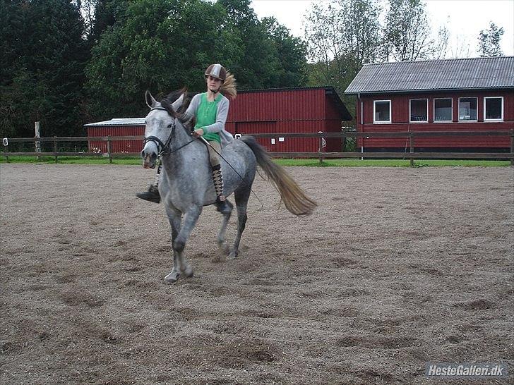 Anden særlig race Aziz sabah, mistet, savnet, elsket!  - os på banen, uden sadel på i laaaang tid så balancen skal lige genoprettes! 
Foto: Kristine<33 billede 3