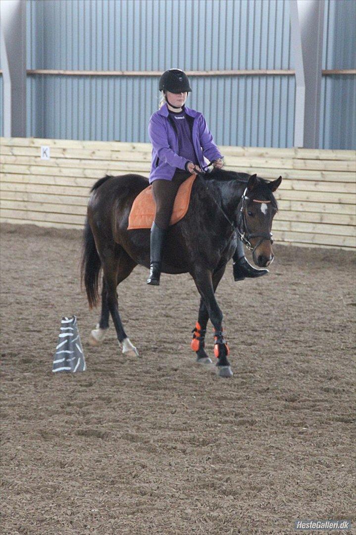Hollandsk Sportspony Dutch Fidelia (Delle) (tidl. part) - smukke pony:-)
Foto: Sissel, billede 14