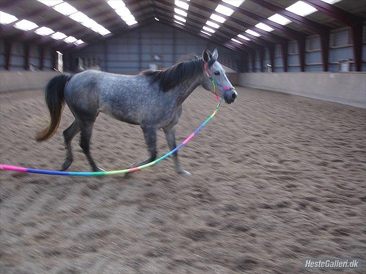 Anden særlig race Aziz sabah, mistet, savnet, elsket!  - Mig og Kristi arbejder med Aziz i en afslappet longe, træning af leg og tillid Foto: Mig billede 4