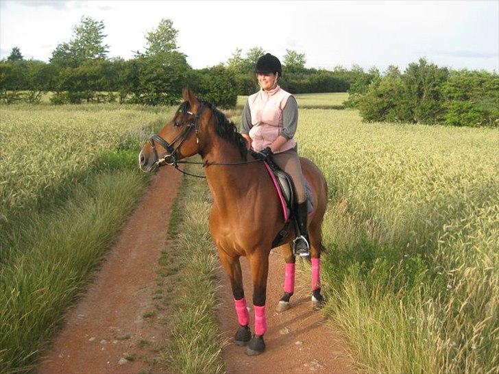 Dansk Varmblod Bakkegaardens Anemone - På tur billede 10