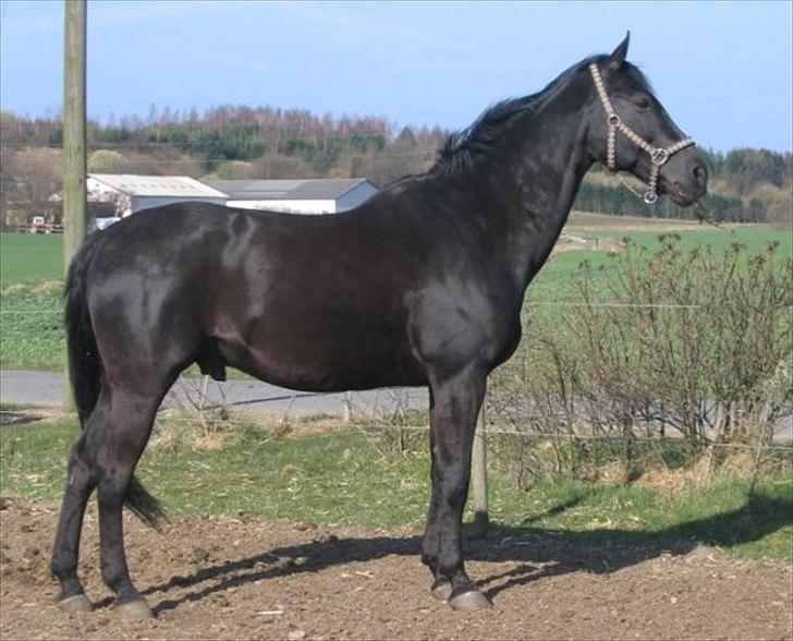 Anden særlig race Cassan "Himmelhest" billede 5