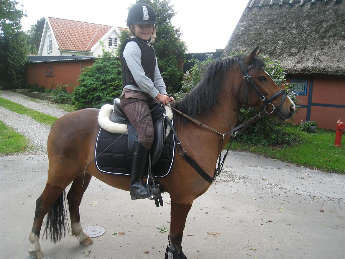 Welsh Pony (sec B) Korreborgs Pinot billede 13