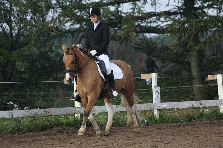 Anden særlig race Charming - LC 1 på Charming<3  billede 6