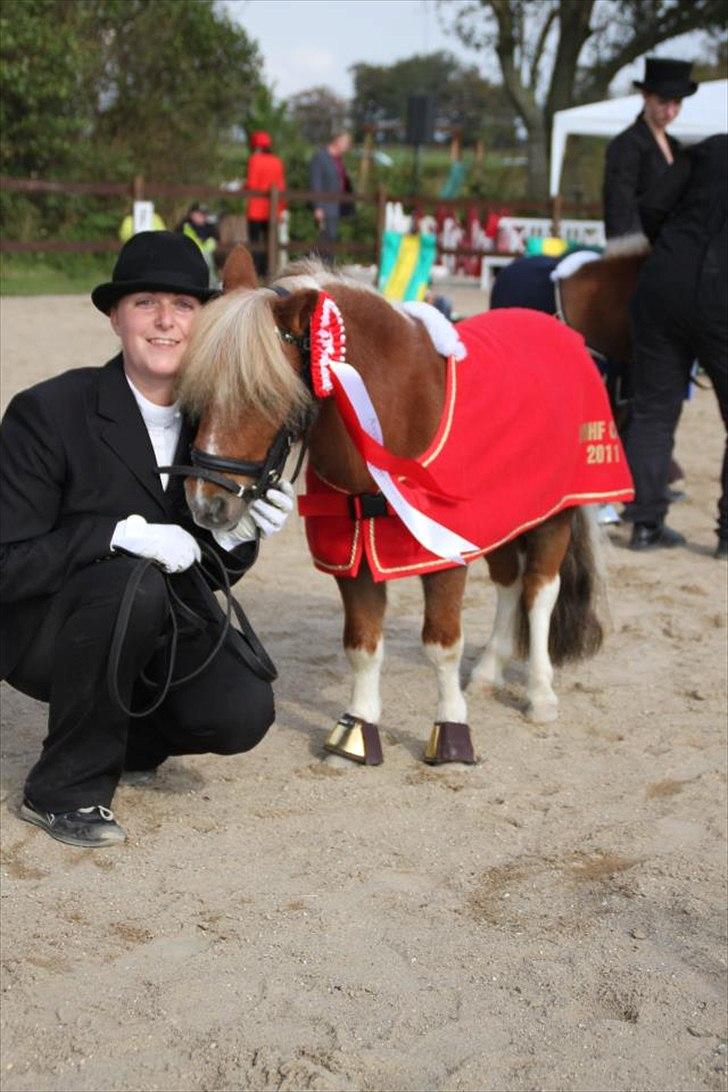 Dansk Miniature Askjærlund´s Oscar - "Årets brugshest i DMHF 2011" billede 16